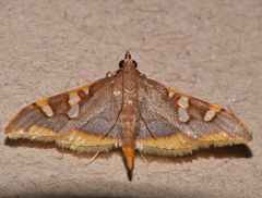 Prophantis androstigmata
