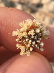 Eriogonum diatomaceum