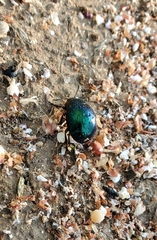 Leptinotarsa haldemani