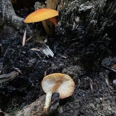 Pluteus aurantiorugosus