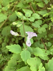 Plectranthus saccatus
