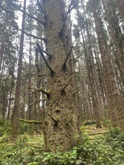 Bondarzewia occidentalis