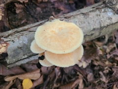 Polyporus tuberaster
