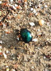 Leptinotarsa haldemani