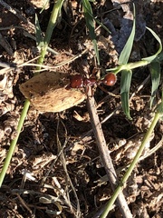Pogonomyrmex barbatus