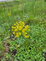 Euphorbia stepposa