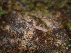 Chioneinae