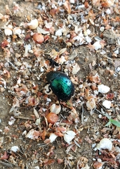 Leptinotarsa haldemani