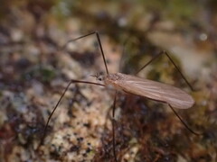 Chioneinae