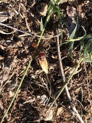 Pogonomyrmex barbatus