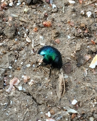 Leptinotarsa haldemani