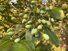 Viburnum prunifolium