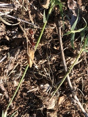 Pogonomyrmex barbatus