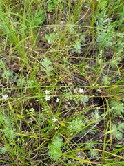 Minuartia setacea