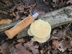 Polyporus tuberaster