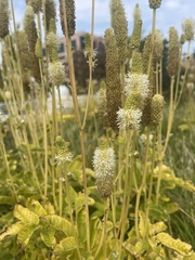Sanguisorba canadensis
