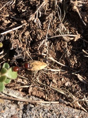 Pogonomyrmex barbatus