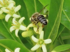 Apis mellifera capensis