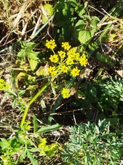 Pastinaca