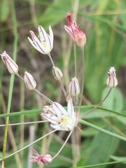 Allium inaequale