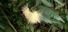 Syzygium