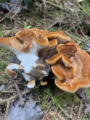 Bondarzewia occidentalis