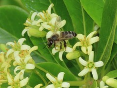 Apis mellifera capensis