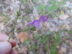Agalinis strictifolia