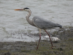 Ardea cinerea cinerea