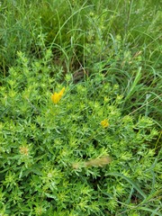 Chamaecytisus austriacus