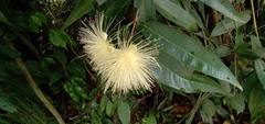 Syzygium