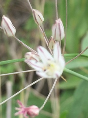 Allium inaequale