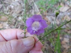 Agalinis strictifolia