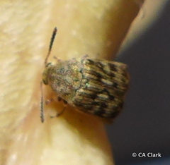 Acanthoscelides obtectus