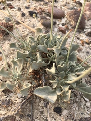 Eriogonum diatomaceum