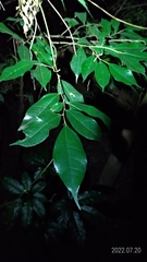 Ficus ampelos