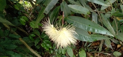 Syzygium