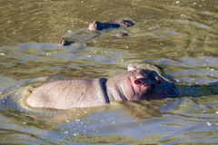 Hippopotamus amphibius