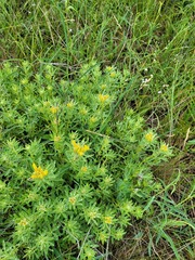 Chamaecytisus austriacus
