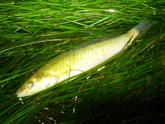 Halichoeres californicus