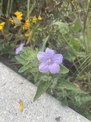 Ruellia humilis