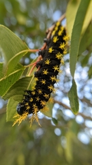 Leucanella viridescens