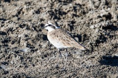 Charadrius pecuarius