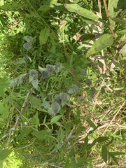 Pycnanthemum incanum