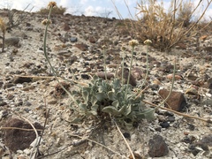 Eriogonum diatomaceum