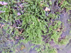 Oxyrrhynchium hians