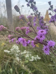 Liatris ligulistylis