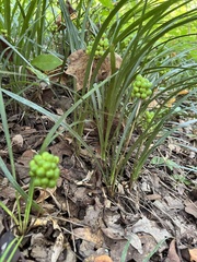 Liriope