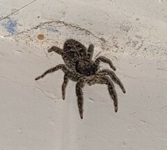 Platycryptus californicus