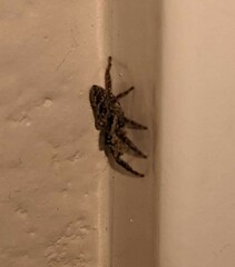 Platycryptus californicus
